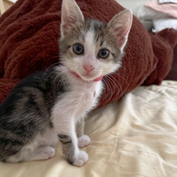 A kitten rescued from a dump in Athens, Greece