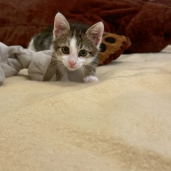 A kitten rescued from a dump in Athens, Greece