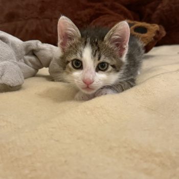 A kitten rescued from a dump in Athens, Greece