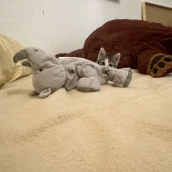 A kitten rescued from a dump in Athens, Greece