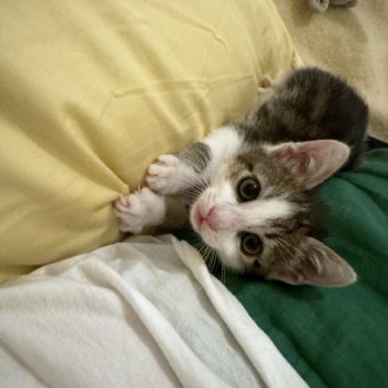 A kitten rescued from a dump in Athens, Greece