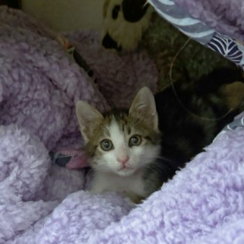 A kitten rescued from a dump in Athens, Greece