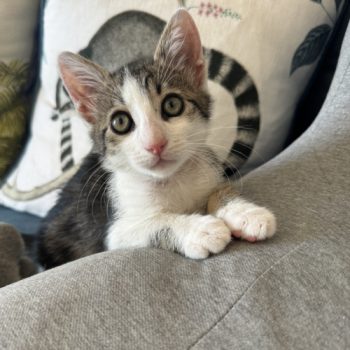 A kitten rescued from a dump in Athens, Greece