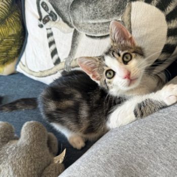 A kitten rescued from a dump in Athens, Greece