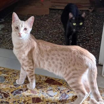 A cat rescued from a garbage can as a kitten