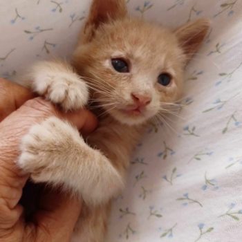 A kitten rescued from a garbage can