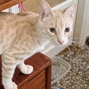 A cat rescued from a garbage can as a kitten