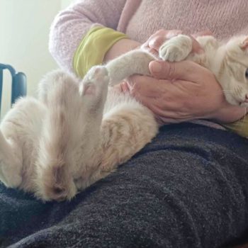 A cat rescued from a garbage can as a kitten