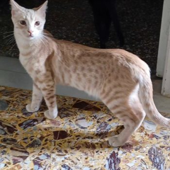 A cat rescued from a garbage can as a kitten