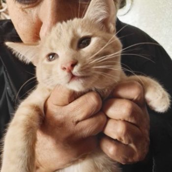 A cat rescued from a garbage can as a kitten