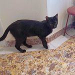 A female cat looking for a home