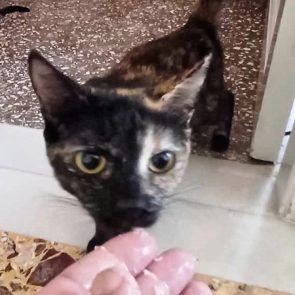 This tortoise shell kitty is looking for a home.