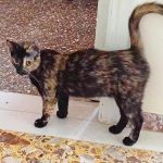This tortoise shell kitty is looking for a home.